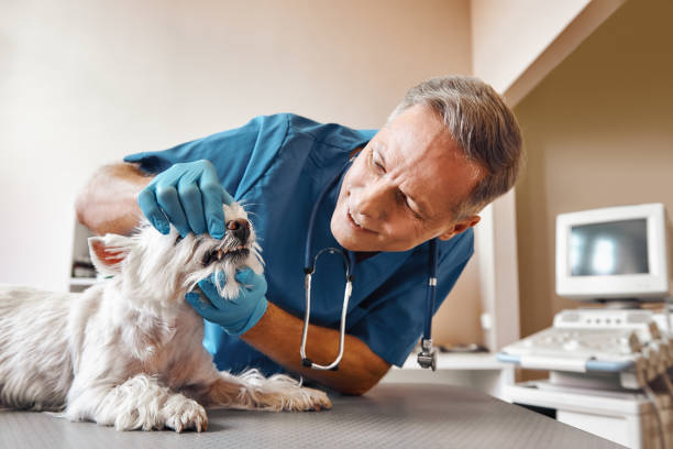 Best Emergency Dental Services for Seniors in Ithaca, NY